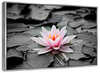 Lotus Flower Wall Art