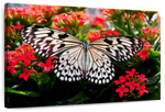 Pretty Butterfly Wall Art