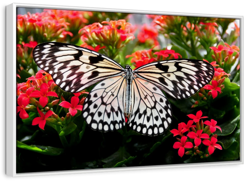 Pretty Butterfly Wall Art