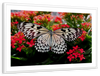 Pretty Butterfly Wall Art