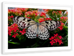 Pretty Butterfly Wall Art