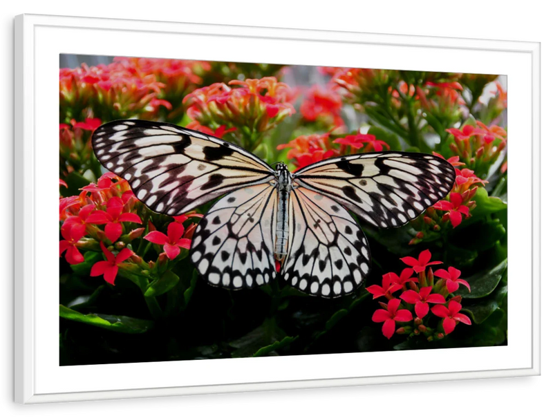 Pretty Butterfly Wall Art