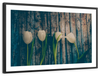 Pristine White Tulips Wall Art