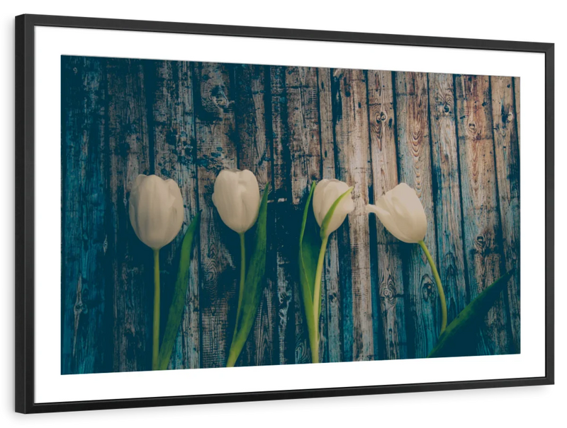 Pristine White Tulips Wall Art