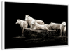 White Wolves Wall Art