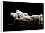 White Wolves Wall Art