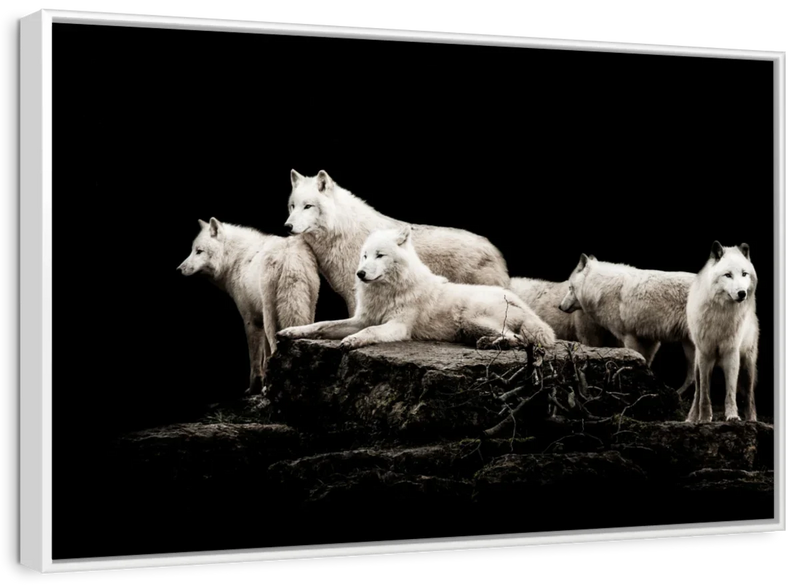 White Wolves Wall Art