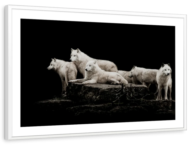 White Wolves Wall Art