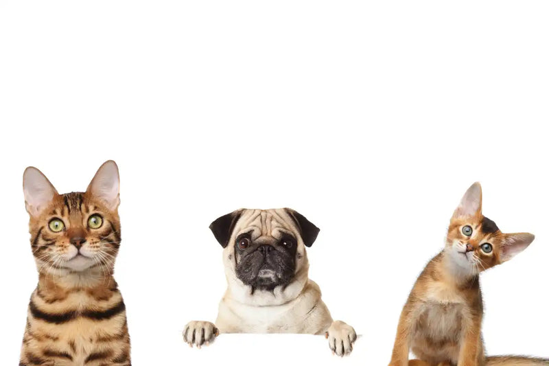 Pug And Cats Wall Art