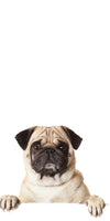 Pug And Cats Wall Art
