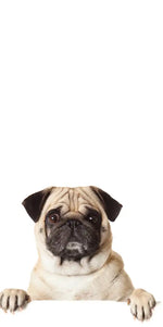 Pug And Cats Wall Art