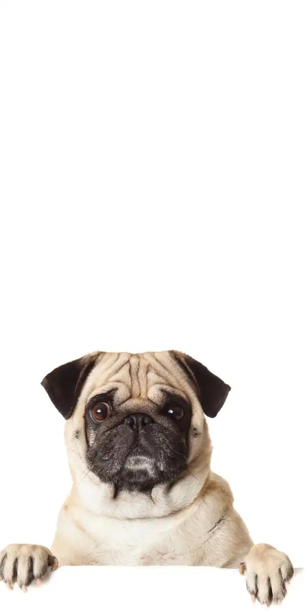Pug And Cats Wall Art