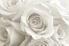 Pure White Roses Wall Art