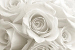 Pure White Roses Wall Art