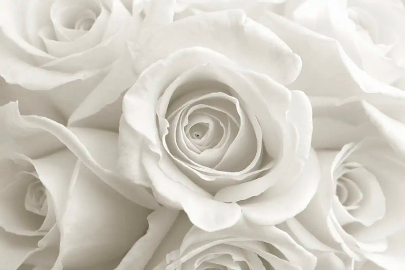 Pure White Roses Wall Art