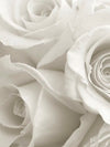 Pure White Roses Wall Art