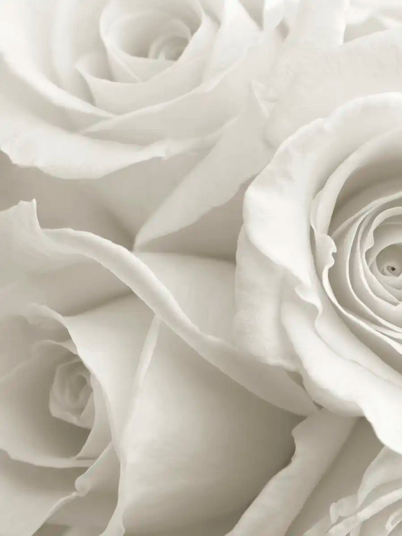 Pure White Roses Wall Art