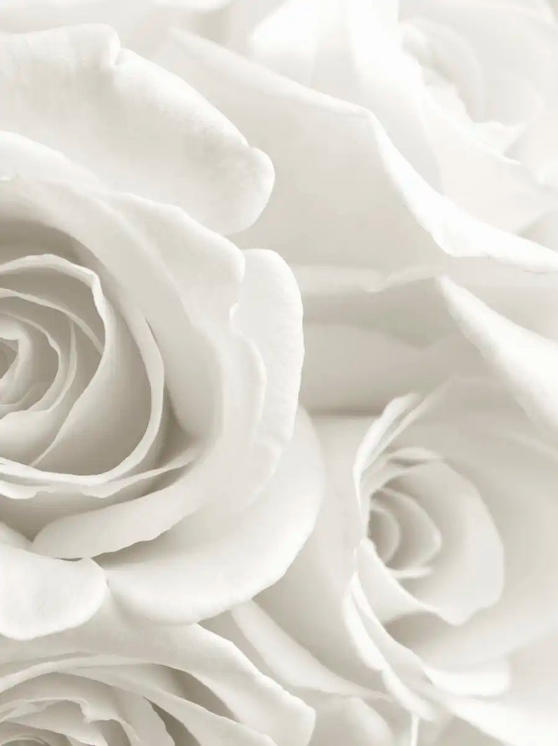 Pure White Roses Wall Art