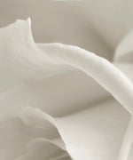 Pure White Roses Wall Art