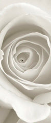 Pure White Roses Wall Art