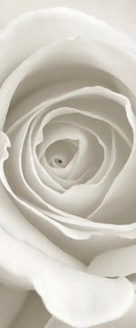 Pure White Roses Wall Art
