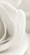 Pure White Roses Wall Art