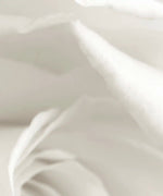 Pure White Roses Wall Art