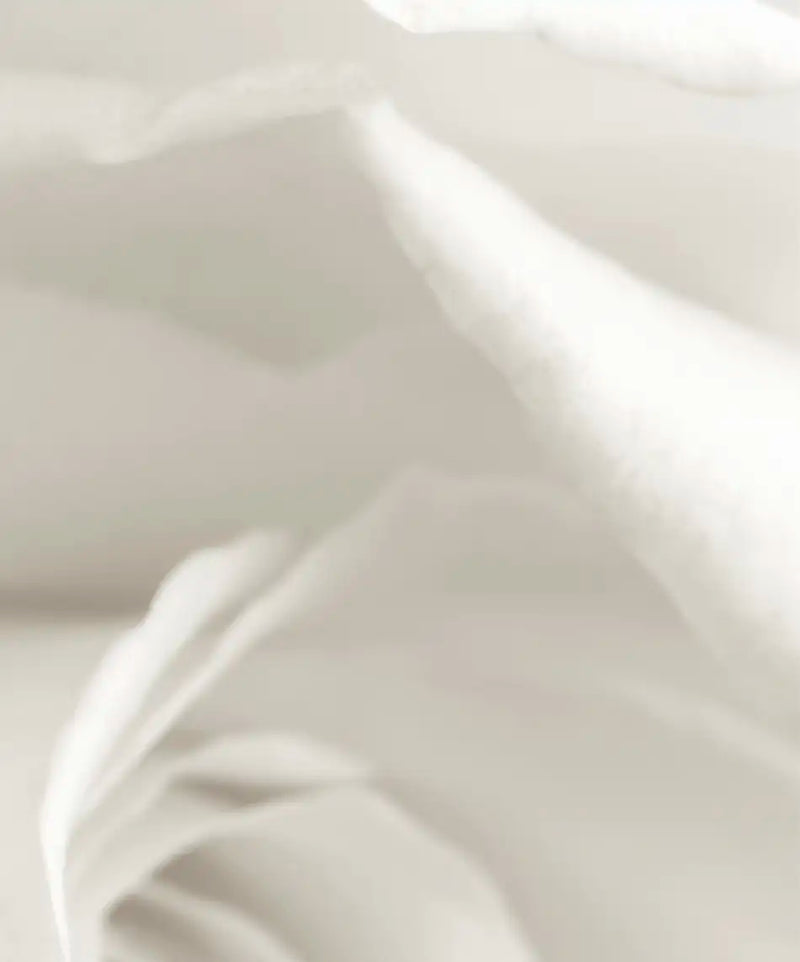 Pure White Roses Wall Art
