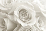 Pure White Roses Wall Art
