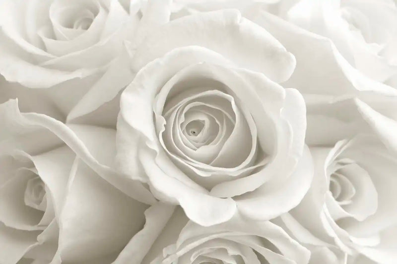 Pure White Roses Wall Art
