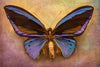 Purple Butterfly Wall Art
