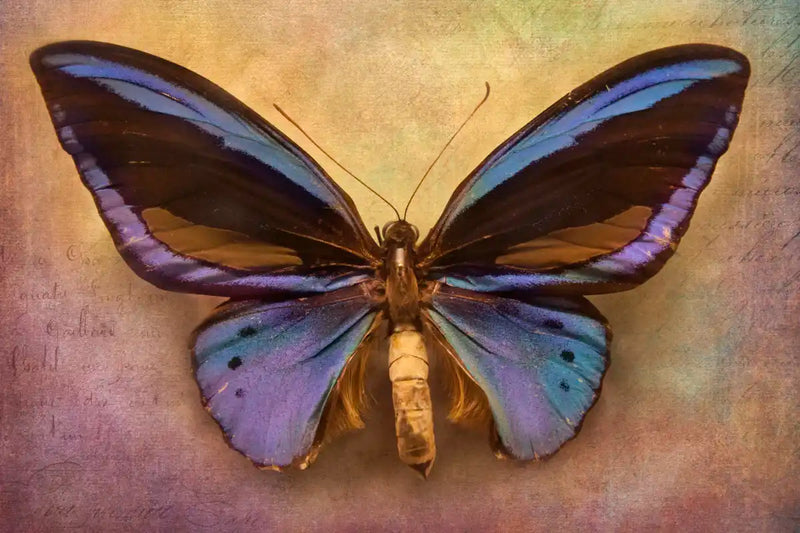 Purple Butterfly Wall Art