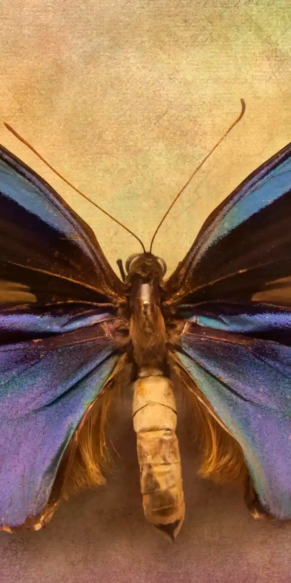 Purple Butterfly Wall Art