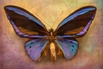 Purple Butterfly Wall Art