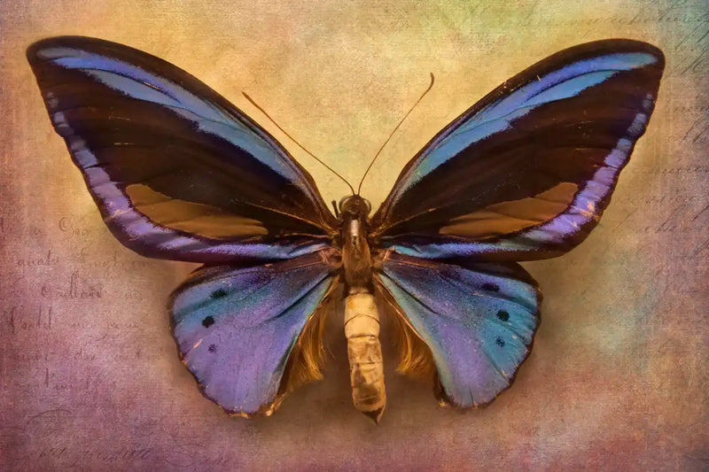 Purple Butterfly Wall Art