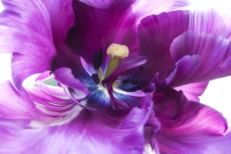 Purple Flower Wall Art