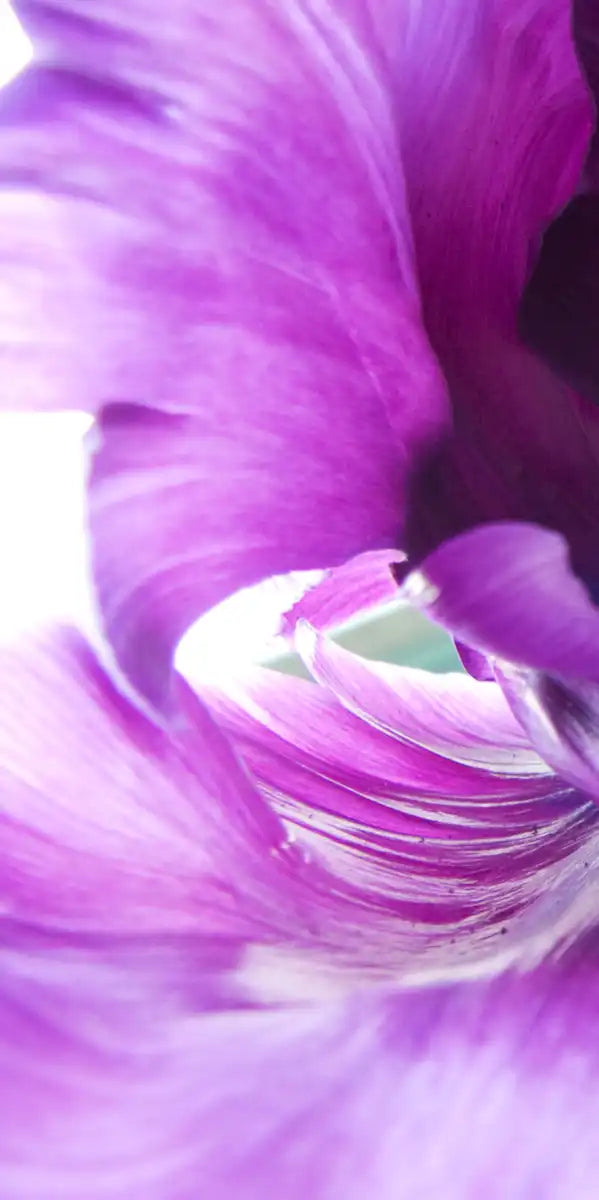 Purple Flower Wall Art