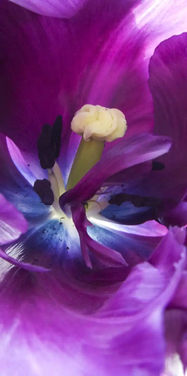Purple Flower Wall Art