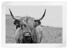 Solitary Highland Cow Wall Art