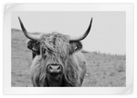 Solitary Highland Cow Wall Art