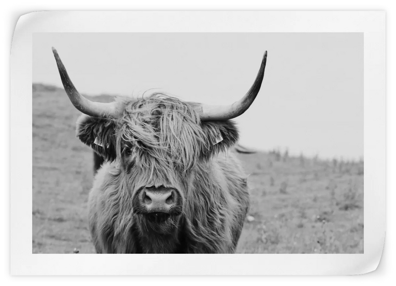 Solitary Highland Cow Wall Art
