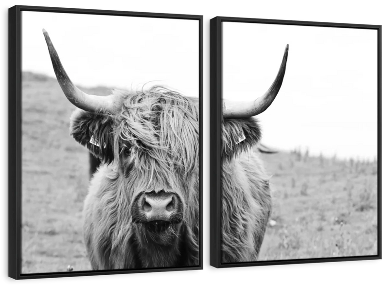 Solitary Highland Cow Wall Art