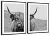 Solitary Highland Cow Wall Art