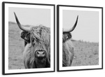 Solitary Highland Cow Wall Art