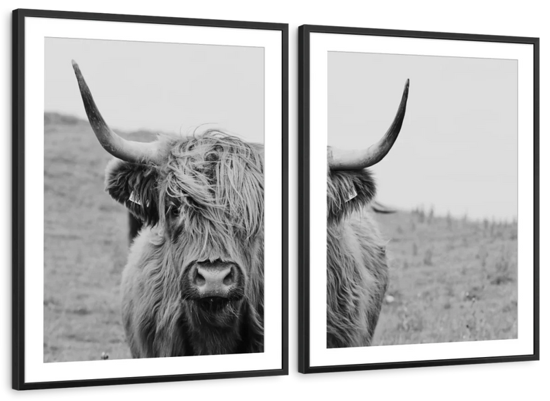 Solitary Highland Cow Wall Art
