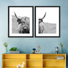 Solitary Highland Cow Wall Art