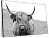 Solitary Highland Cow Wall Art