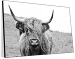 Solitary Highland Cow Wall Art