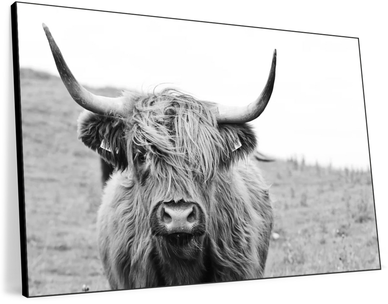 Solitary Highland Cow Wall Art