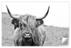 Solitary Highland Cow Wall Art
